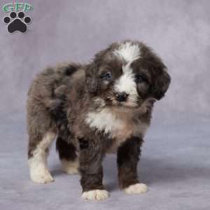 Carly, Mini Bernedoodle Puppy